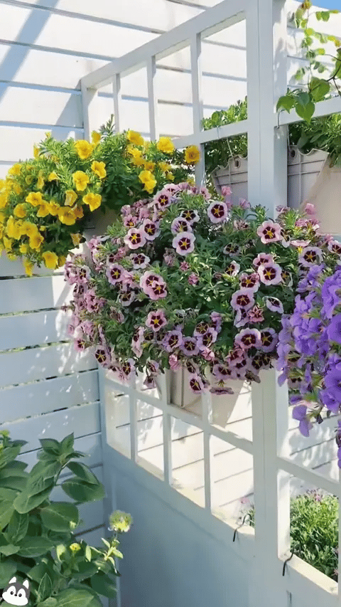 Vibrant Morning Glory Blooms